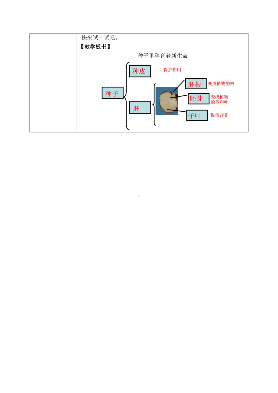 2021新教科版四年级下册科学1.1种子孕育着新生命 教学设计.docx_第3页