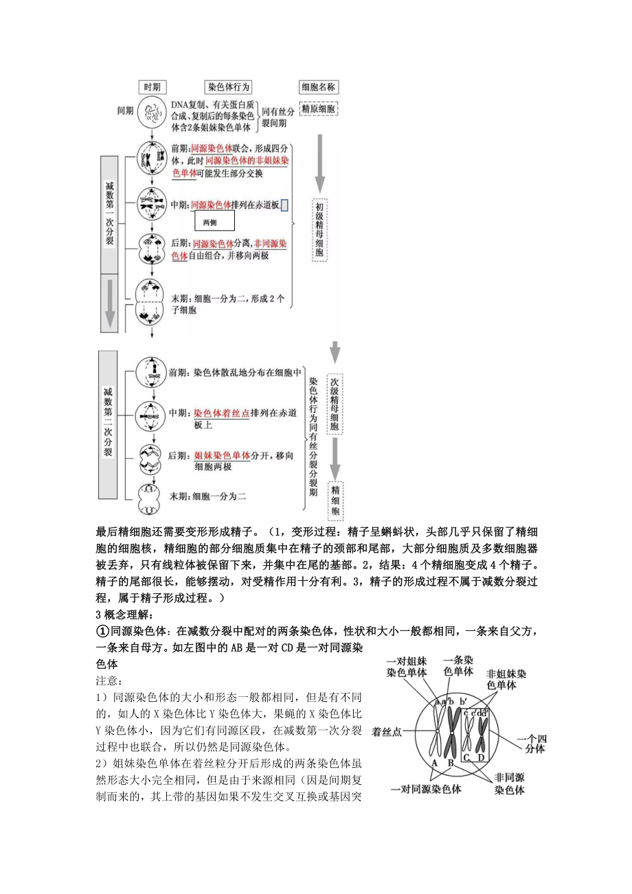 （2019新教材）人教版高中生物必修2减数分裂和受精作用笔记.doc_第2页