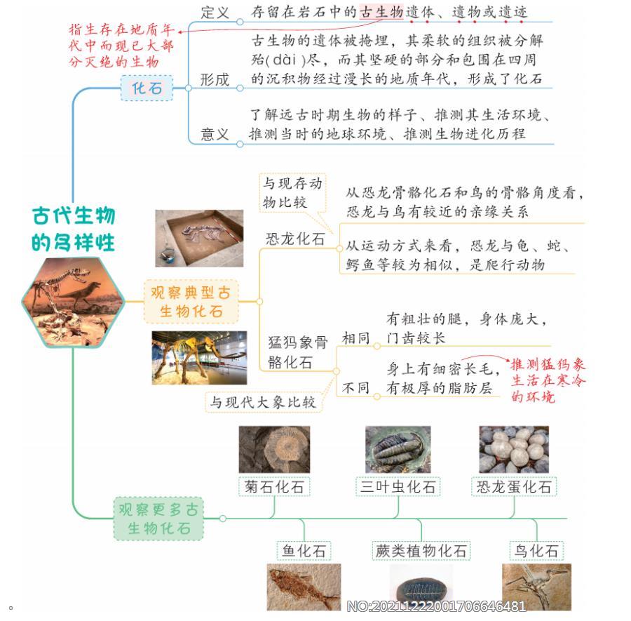 2.6.《古代生物的多样性》知识点思维导图-2022新教科版六年级下册《科学》.png