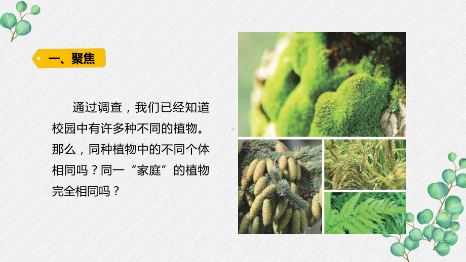 新教科版2022六年级科学下册2-3《形形色色的植物》PPT课件.pptx_第2页