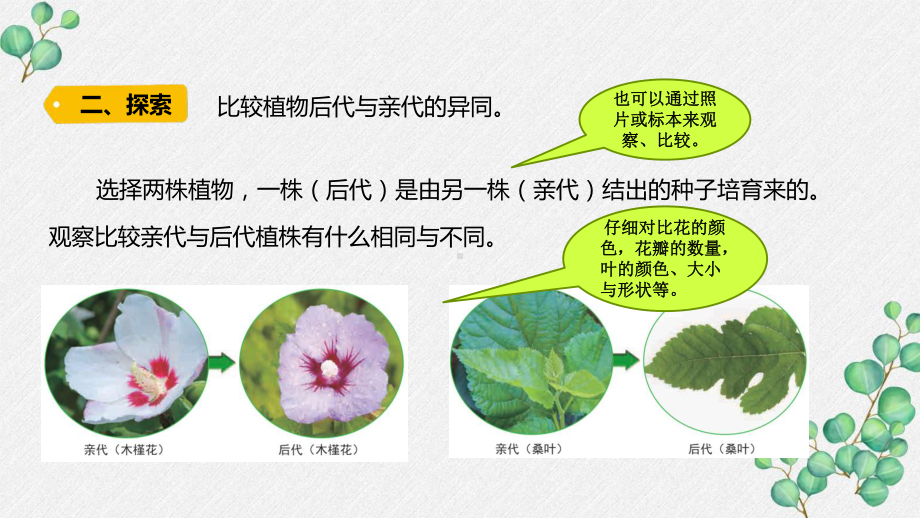 新教科版2022六年级科学下册2-3《形形色色的植物》PPT课件.pptx_第3页