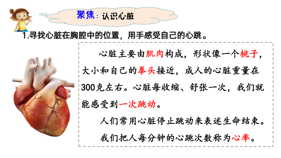 2021新教科版五年级上册科学 4.3《心脏和血液》ppt课件.pptx_第2页