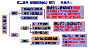 （2021）教科版四年级上册科学第2单元《呼吸和消化》复习思维导图ppt课件.ppt