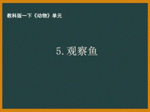 杭州市教科版一年级科学下册第二单元《5.观察鱼》课件.pptx