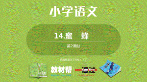 统编版语文三年级（下）第4单元《蜜蜂》课时2.pptx