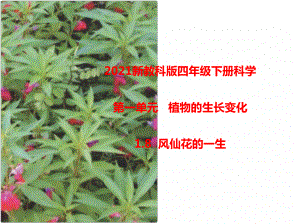 2021新教科版四年级下册科学1.8风仙花的一生课件.pptx