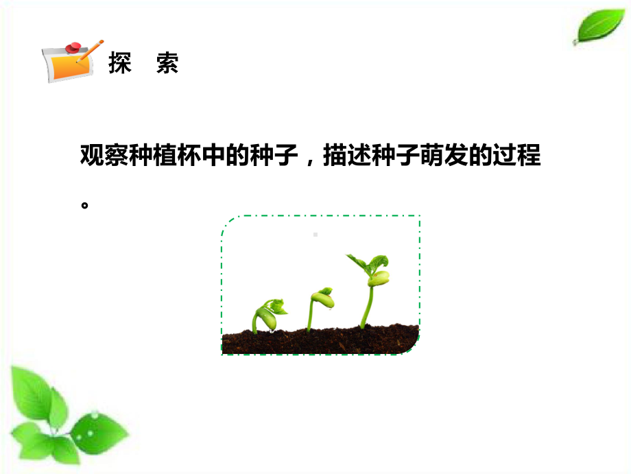 2021新教科版四年级下册科学1.3种子长出了根课件.pptx_第3页