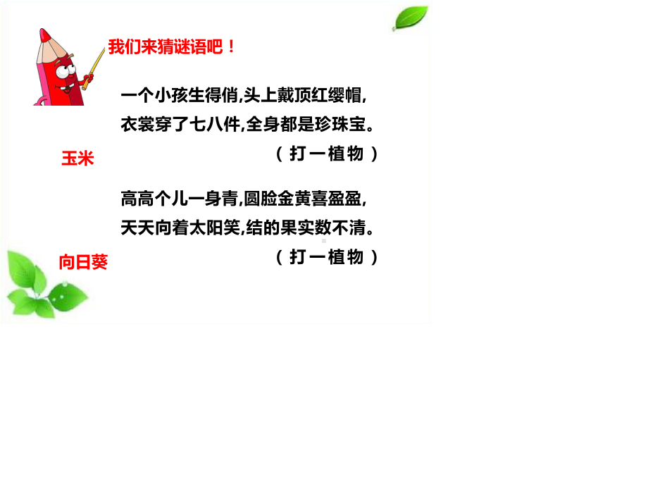 2021新教科版四年级下册科学1.1种子里孕育着新生命课件.pptx_第2页