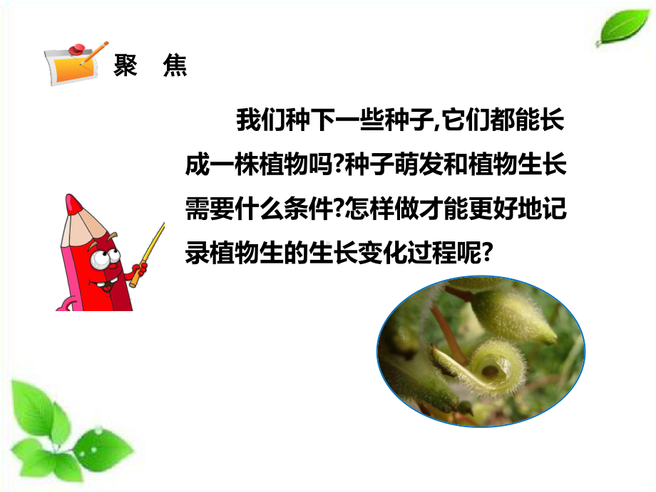 2021新教科版四年级下册科学1.2种植风仙花课件.pptx_第2页