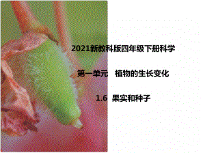 2021新教科版四年级下册科学1.6果实和种子课件.pptx