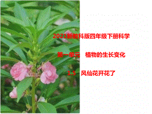 2021新教科版四年级下册科学1.5风仙花开花了课件.pptx