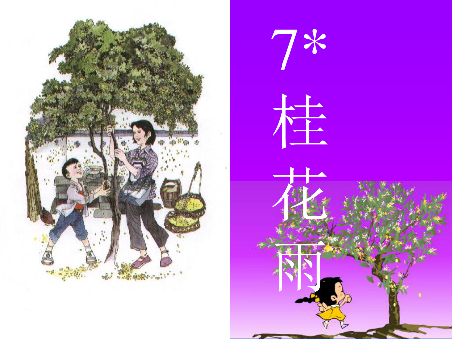 7、《桂花雨》PPT.ppt_第1页