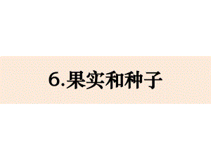 2021新教科版四年级下册科学1-6《果实和种子》 ppt课件(共12张PPT).pptx