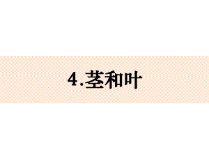 2021新教科版四年级下册科学1-4《茎和叶》ppt课件(共19张PPT、无视频).pptx