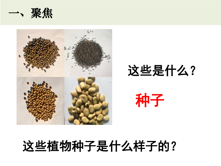 2021新教科版四年级下册《科学》1.1《种子里孕育着新生命》ppt课件（10张ppt）.pptx_第2页