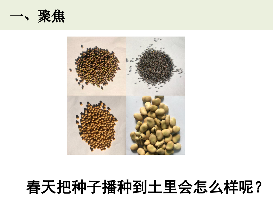 2021新教科版四年级下册《科学》1.1《种子里孕育着新生命》ppt课件（10张ppt）.pptx_第3页