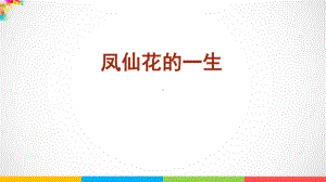 2021新版-教科版四年级下册科学1.8《凤仙花的一生》（课件ppt）.pptx