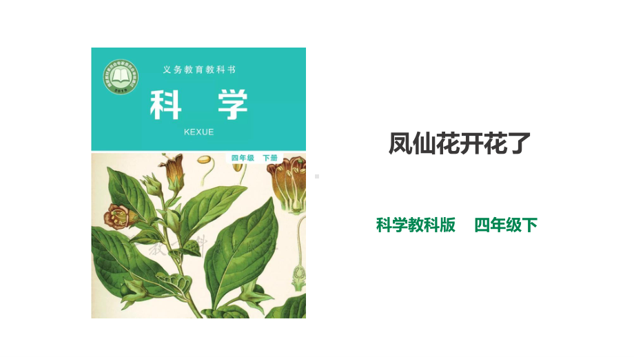 教科版科学四年级下册 1.5《凤仙花开花了》课件.pptx_第1页