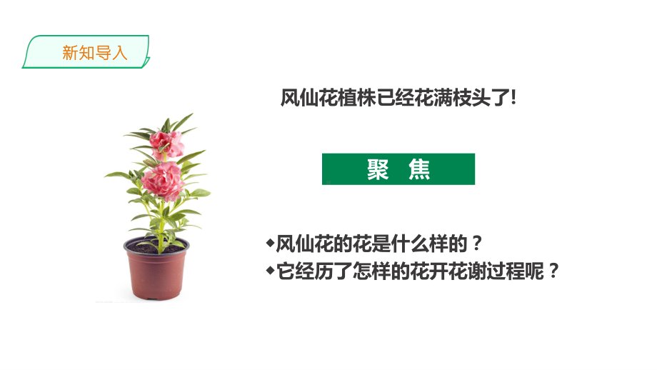 教科版科学四年级下册 1.5《凤仙花开花了》课件.pptx_第2页