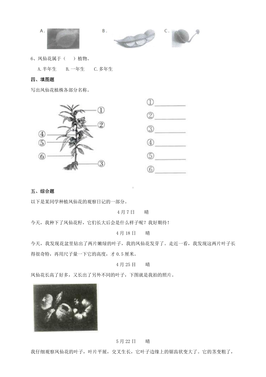 教科版四年级科学下册1.8《凤仙花的一生》练习.doc_第2页