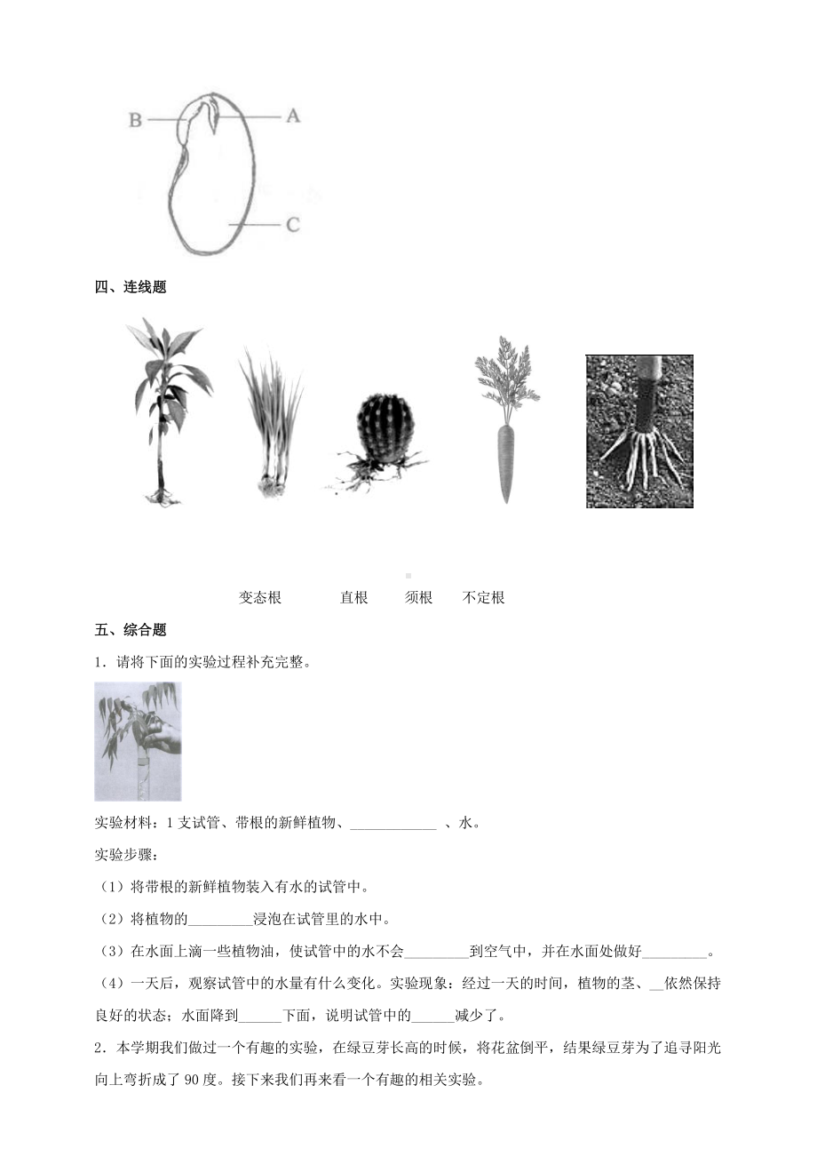 教科版四年级科学下册 1.3《种子长出了根》练习.doc_第2页