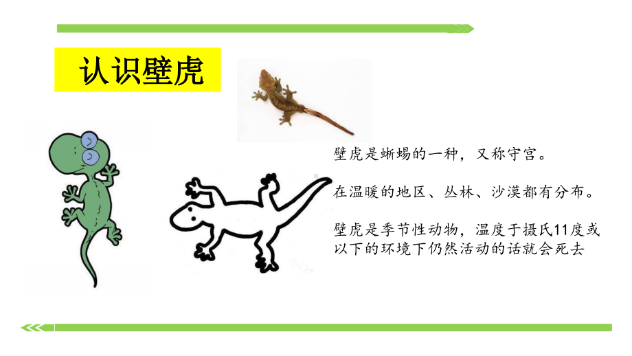 部编版一下语文《小壁虎借尾巴》PPT.ppt_第3页