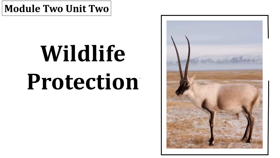 （新教材）人教版(2019) 高一英语 必修第二册Unit2 Wild life protection ReadingandThinking 课件.pptx_第1页