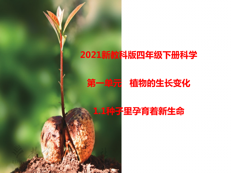 2021年新教科版科学四年级下册全册教案+课件.rar