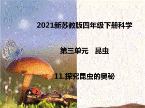 2021新苏教版四年级下册科学11.探究昆虫的奥秘课件.ppt