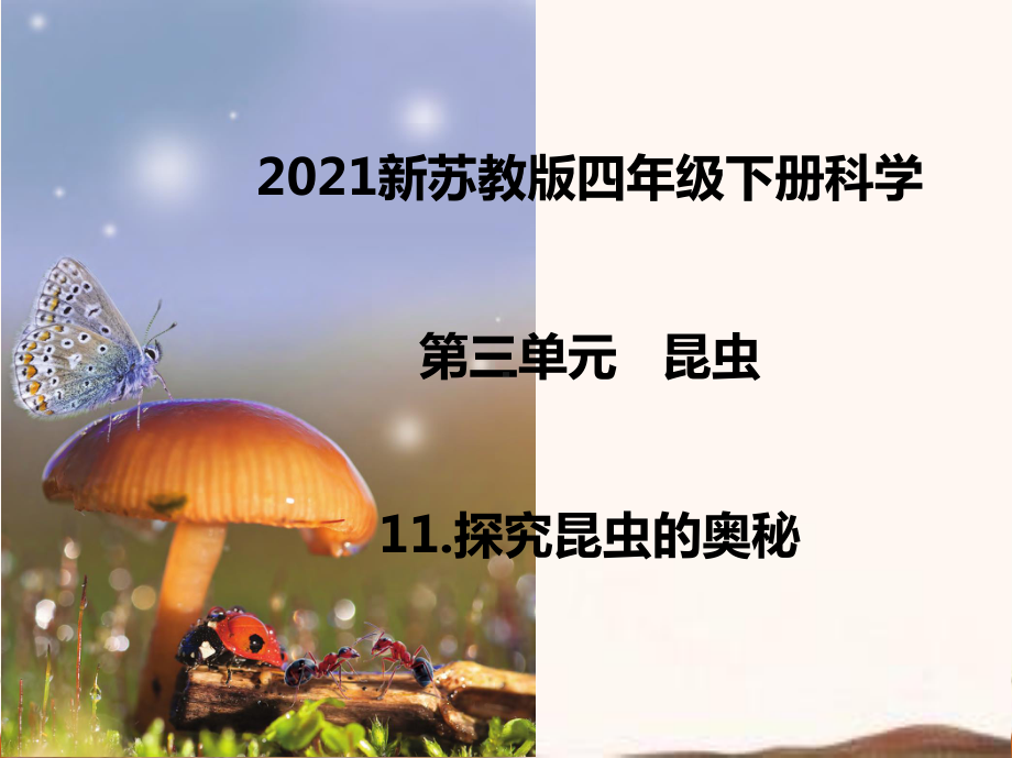 2021新苏教版四年级下册科学11.探究昆虫的奥秘课件.ppt_第1页