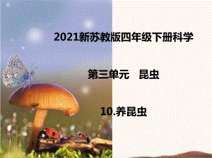 2021新苏教版四年级下册科学10.养昆虫课件.ppt