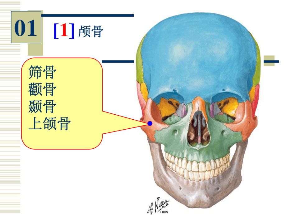 人体解剖学实验图片考试全册完整教学课件.ppt_第3页