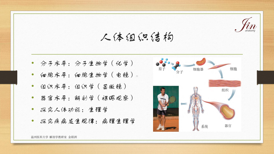 系统解剖学全册完整教学课件5.ppt_第3页