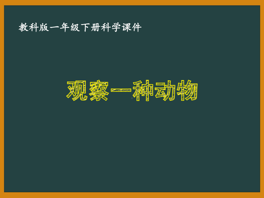 一年级科学下册第二单元教科版《2.3观察一种动物》课件.PPTx_第1页