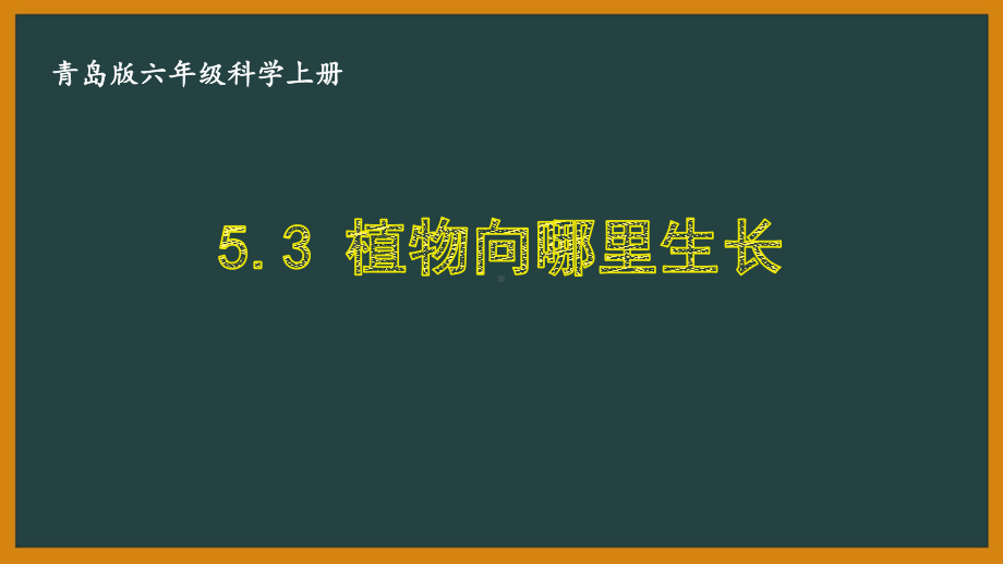 六三制青岛版六年级科学上册第五单元5.3《植物向哪里生长》课件.ppt_第1页