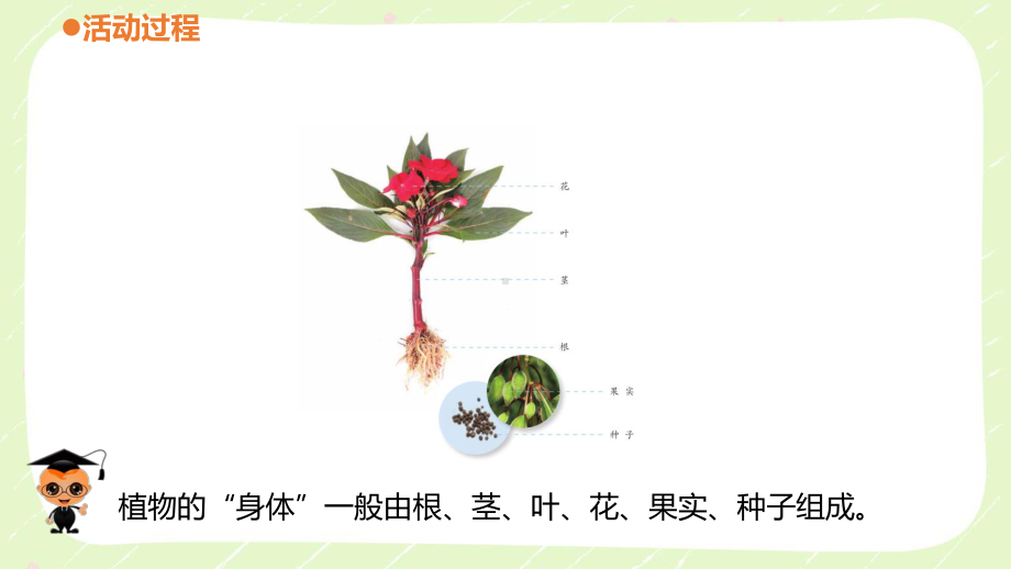 六三制青岛版六年级科学上册第五单元5.3《植物向哪里生长》课件.ppt_第3页