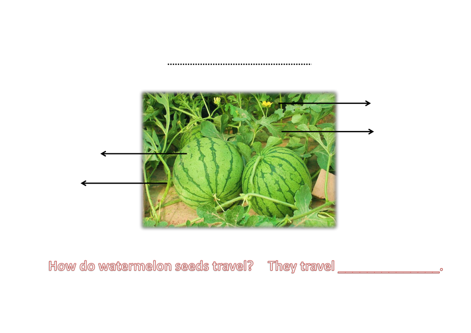 北京版五下UNIT THREE HOW DO SEEDS TRAVEL -Lesson 11-ppt课件-(含教案+视频+音频+素材)(编号：60bae).zip