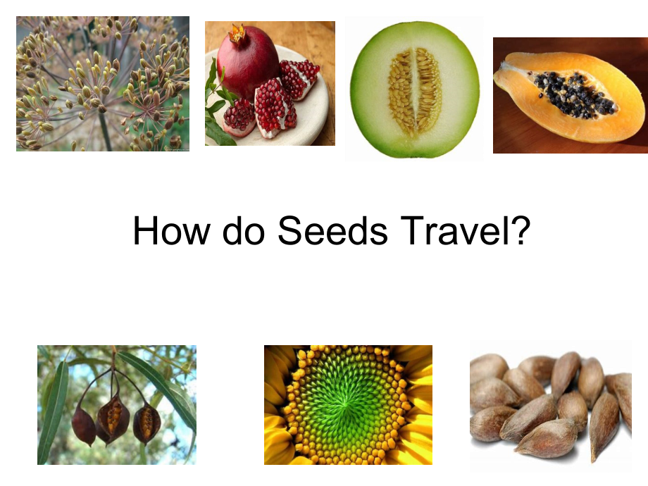 北京版五下UNIT THREE HOW DO SEEDS TRAVEL -Lesson 11-ppt课件-(含教案)(编号：c07d4).zip