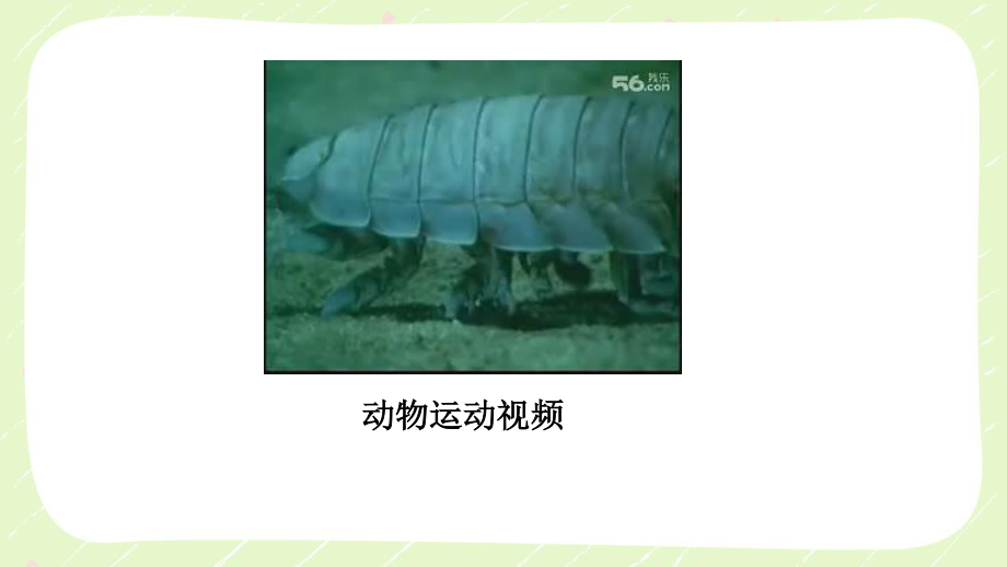 六三制青岛版六年级科学上册第三单元3.5《动物的运动》课件.ppt_第2页