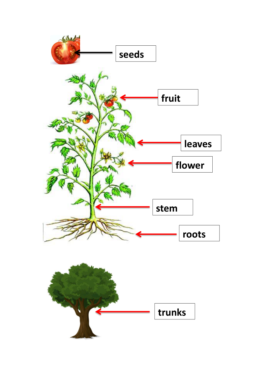 北京版五下UNIT TWO WHAT DO FLOWERS DO -Lesson 6-教案、教学设计(配套课件编号：b280f).docx_第3页