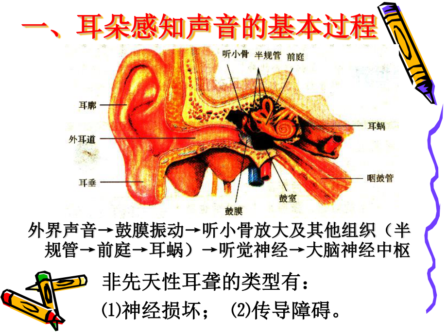 教科版四年级科学上册《6.我们是怎样听到声音的》精品课件.pptx_第2页