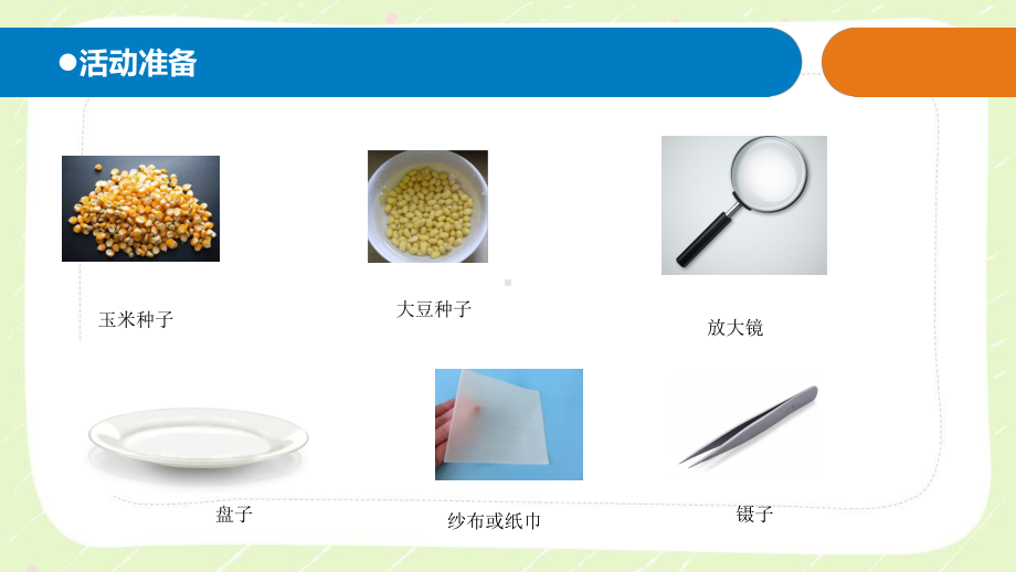 五四制青岛版三年级科学下册第四单元《植物的生长》全部课件（共5课时）.pptx_第2页