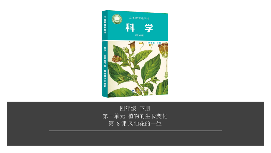 2020新教科版四年级下册科学第1单元第8课-凤仙花的一生ppt课件（含视频）.zip