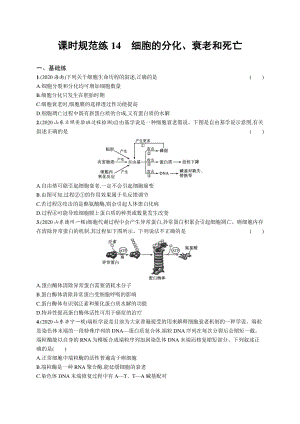 2022年（新教材）新高考生物一轮复习练习：课时规范练14　细胞的分化、衰老和死亡.docx