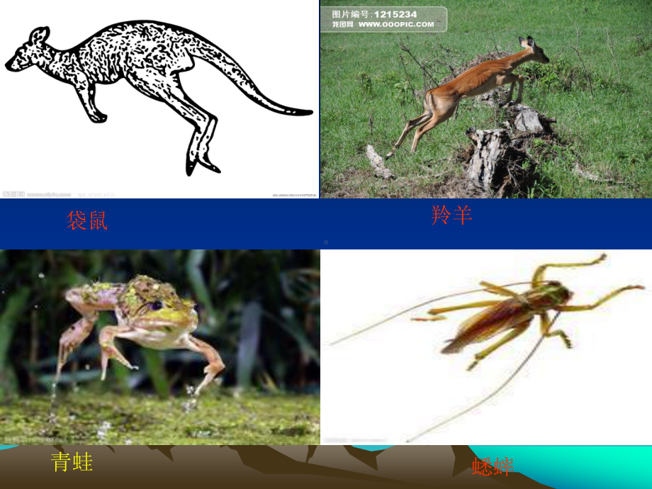 2020—2021学年人教版七年级体育全一册：第2章田径立定跳远 (3)-课件.ppt_第2页