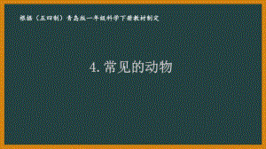 2021五四制新青岛版一年级科学下册4.《常见的动物》课件.ppt