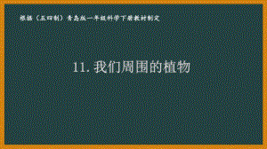 2021五四制新青岛版一年级科学下册11.《我们周围的植物》课件.ppt