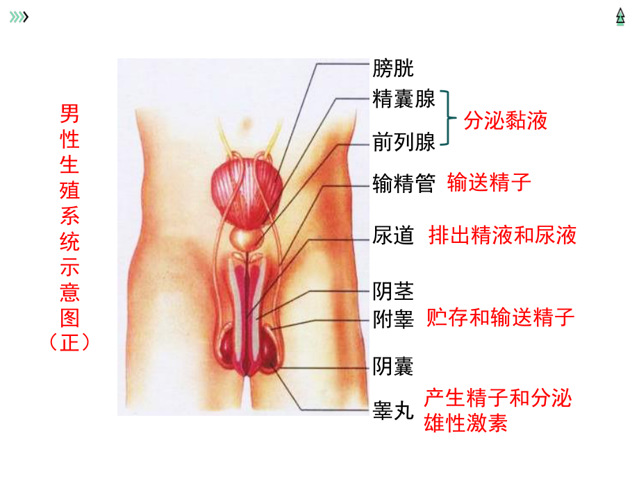 北京延庆区初中生物总复习主题六：生物的生殖发育与遗传（一）.pptx_第2页