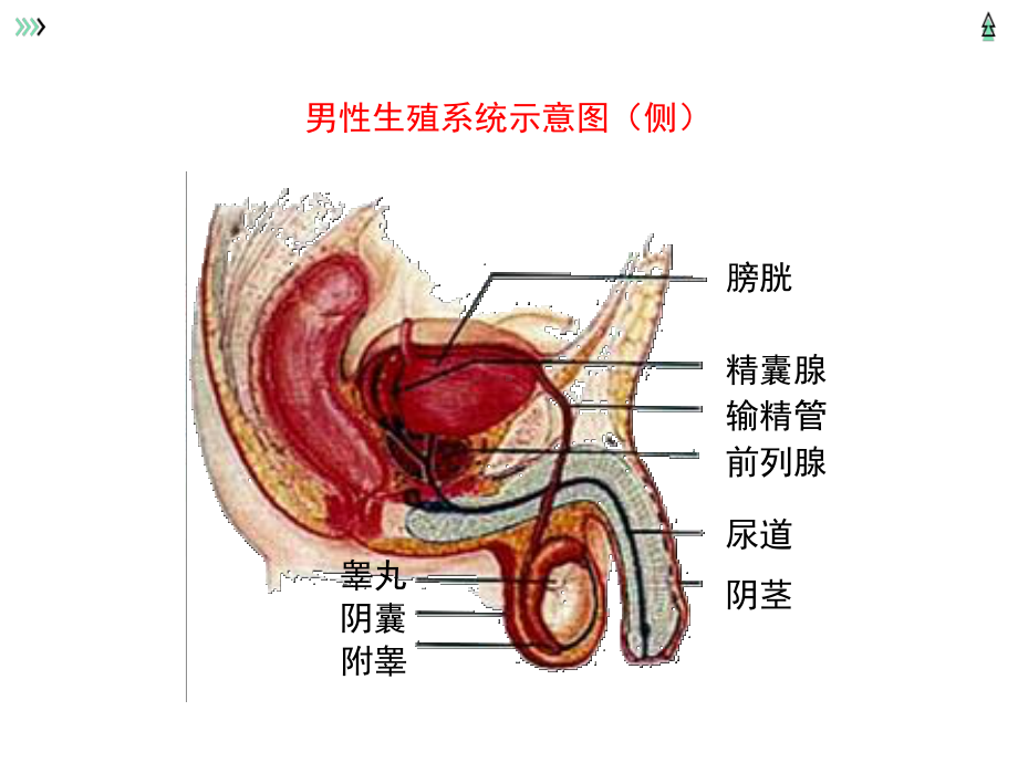 北京延庆区初中生物总复习主题六：生物的生殖发育与遗传（一）.pptx_第3页