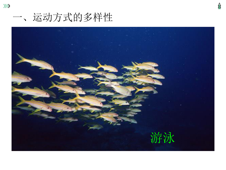 北京延庆区初中生物总复习主题五：动物的运动和行为.pptx_第2页